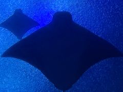-珠海长隆海洋王国