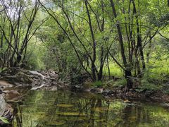 -牛背梁国家森林公园