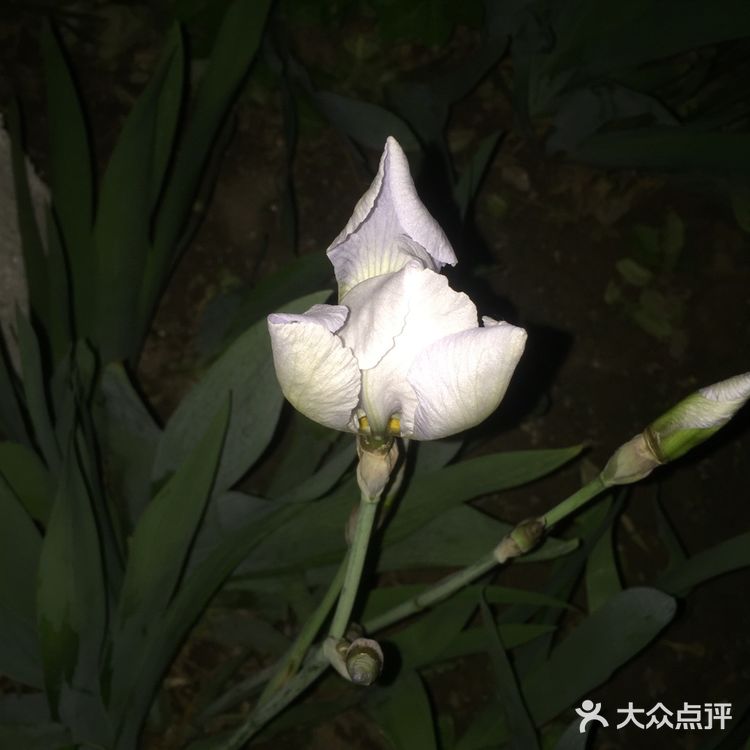 夜幕低垂、繁星少歇，拎着一袋猫粮和两块炸带鱼来找咪咪