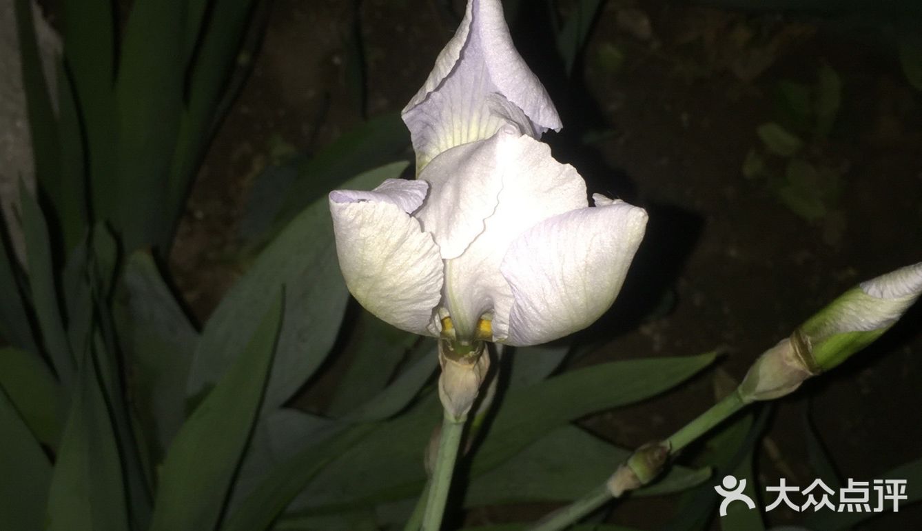 夜幕低垂、繁星少歇,拎着一袋猫粮和两块炸带鱼来找咪咪