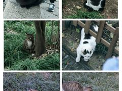 -西园寺
