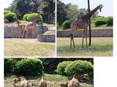 -沈阳森林动物园