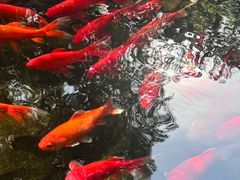 -野蔓果·山野菜(西湖景区·龙井茶田店)