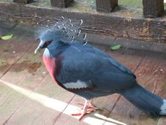 -清迈夜间动物园