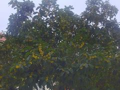 -昆山城市生态森林公园