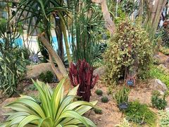 -深圳仙湖植物园