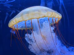 -珠海长隆海洋王国