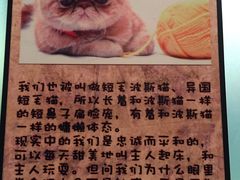 -猫咪博物馆(顶澳仔猫街店)