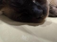 -藏猫猫咖啡主题馆(中央大道店)