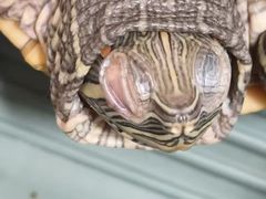 -瑞派·关忠动物医院·异宠专科·犬猫肿瘤·皮肤专科(望京店)