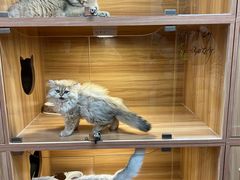 -猫十亿·布偶金渐层·曼基康矮脚猫舍(青年路店)