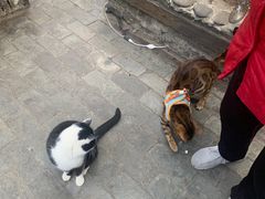 -喵屿·大理花园猫咖