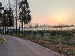 -上海长兴岛郊野公园
