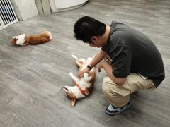 -浣熊柯尔鸭土拨鼠·电玩咖