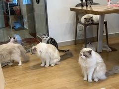 -有喵·猫咖·狗咖·30几只猫10只小狗(岗厦店)