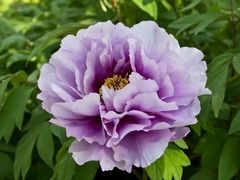 -口岸雕花楼