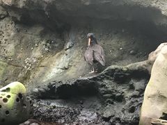 -西雅图水族馆