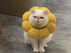 -More Fun猫咖 二十只万元加菲主题