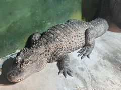 -上海大自然野生昆虫馆