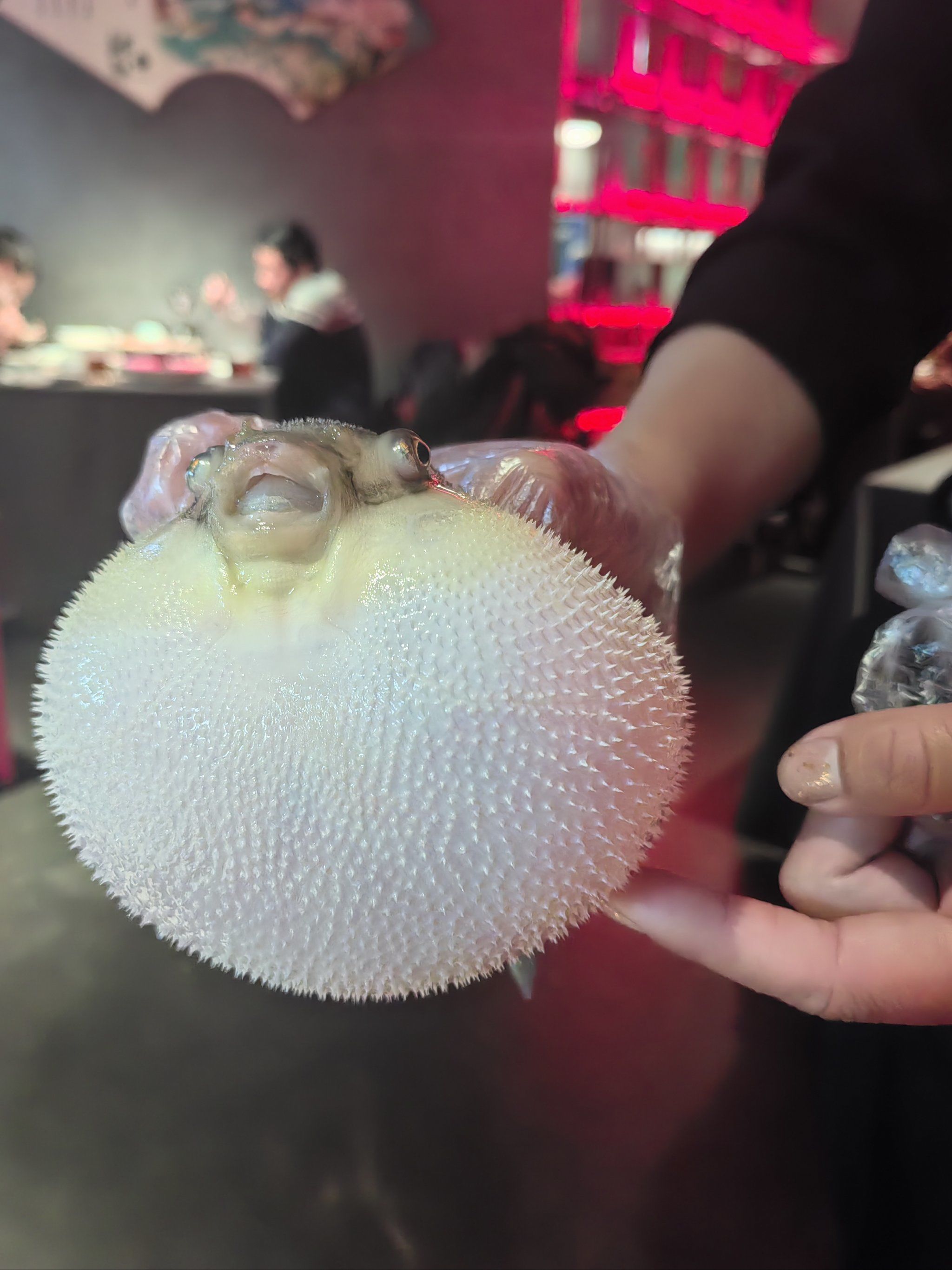 可可爱爱的河豚 会生气的河豚 竟然全身鼓