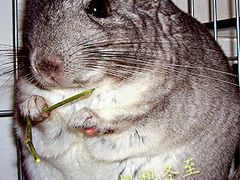 -菲尔斯特宠物医院