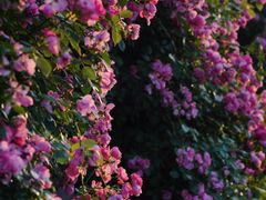 -广富林郊野公园