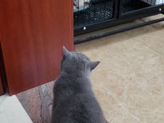 -屋虎猫馆(宝安大仟里店)