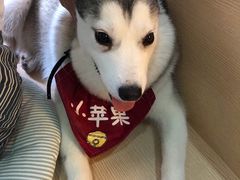 -Husky Go! 哈士奇体验馆·宠物咖啡厅狗咖