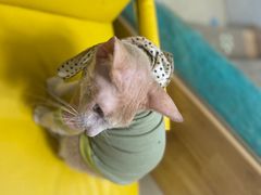 -猫在这儿猫咪咖啡馆·撸猫馆