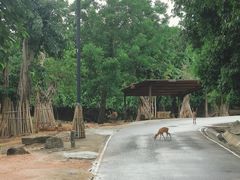 -清迈夜间动物园