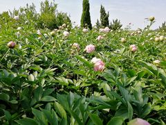 -合肥三国新城遗址公园