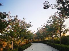 -大湾区中央湿地公园