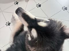 -毛绒耶耶撸宠馆·猫咖·狗咖·荷兰猪咖