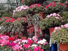 -金科花卉市场