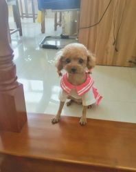 -宿迁台北新娘婚纱摄影