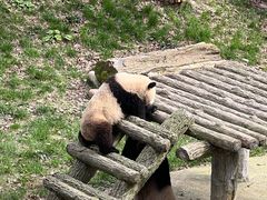 -中国大熊猫保护研究中心雅安碧峰峡基地