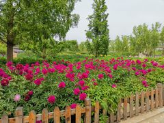 -莲花池公园