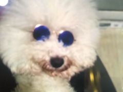 -熊小胖宠物生活馆(天华园店)