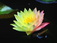 -桐乡植物园