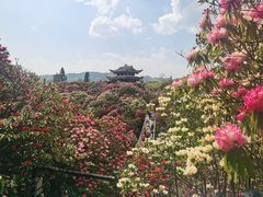 -贵州百里杜鹃风景名胜区