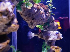 -太平洋海底世界