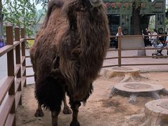 -石家庄市动物园