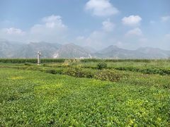 -敕勒川草原