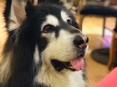 -more than meow吴止猫主题餐厅(承德 中船汇店)