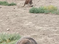 -新疆天山野生动物园