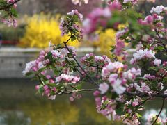 -海棠花溪(元大都城垣遗址公园)