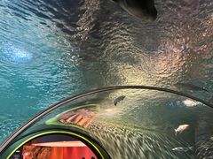 -上海海洋水族馆