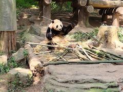 -都江堰中华大熊猫苑