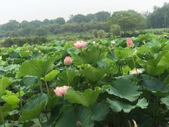 -荷塘月色湿地公园·向阳花洲
