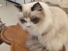 -共舞时光猫咖·狗咖(新街口店)